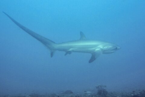 Un requin-renard pélagique nage de profil dans une eau bleu laiteux au-dessus d'un fond rocheux, sa longue queue dressée vers la gauche