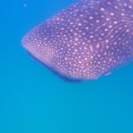 La tête et le dos d'un requin-baleine constellés de points blancs, vus de côté juste sous la surface, dans une eau bleu vif
