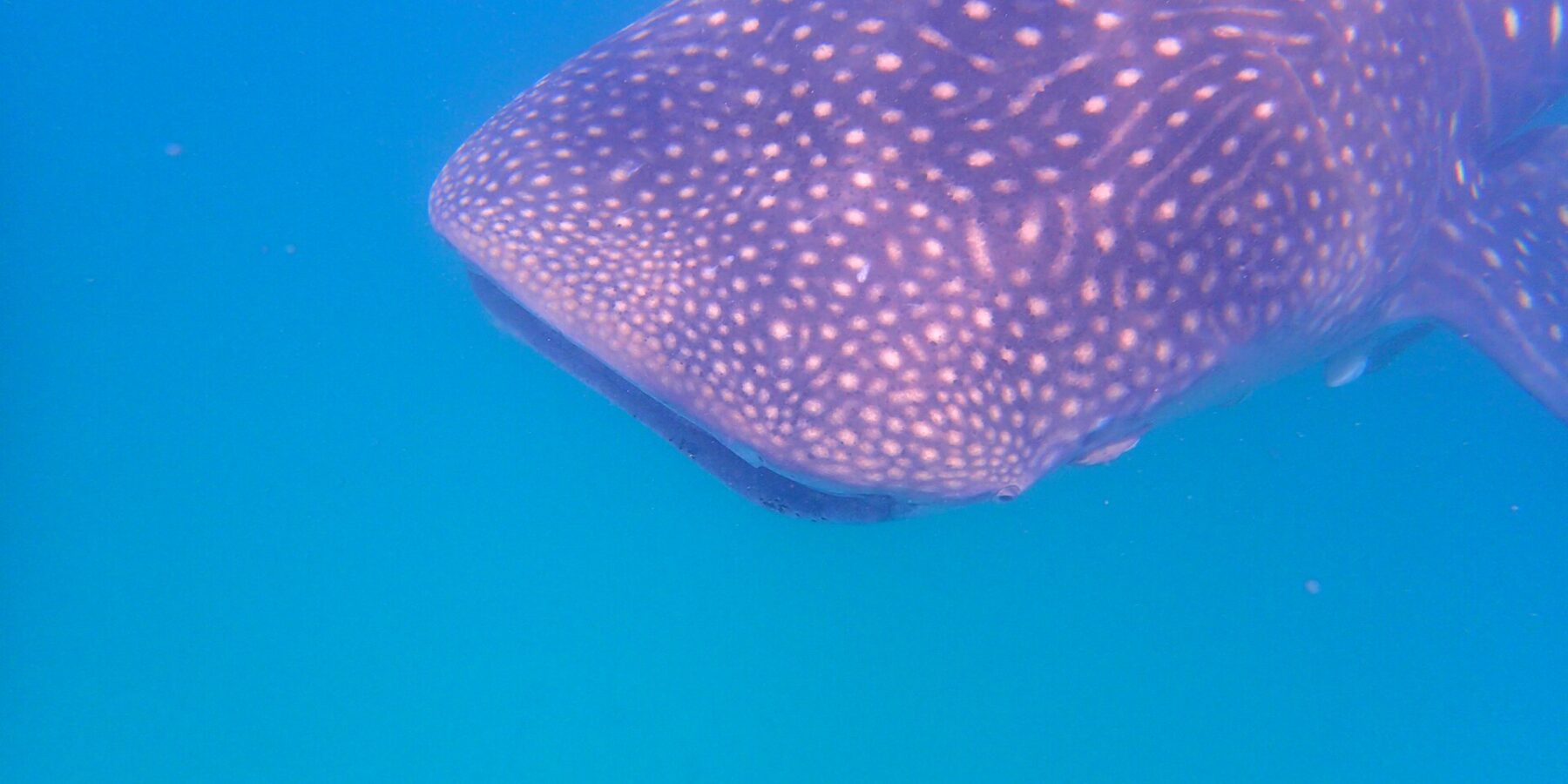 La tête et le dos d'un requin-baleine constellés de points blancs, vus de côté juste sous la surface, dans une eau bleu vif