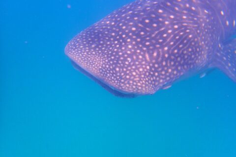 La tête et le dos d'un requin-baleine constellés de points blancs, vus de côté juste sous la surface, dans une eau bleu vif