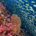 Un mur de coraux mous roses et une gorgone orange à Richelieu Rock, devant un nuage de poissons de verre et un banc de fusiliers à queue jaune dans le bleu
