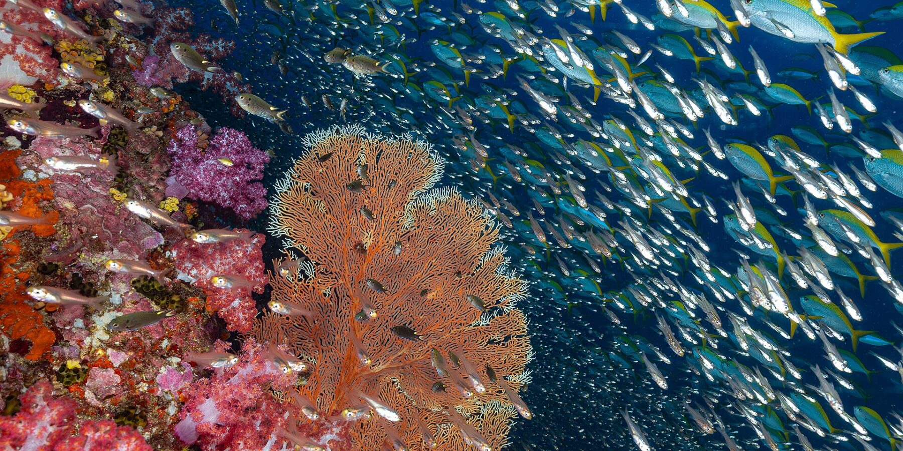Un mur de coraux mous roses et une gorgone orange à Richelieu Rock, devant un nuage de poissons de verre et un banc de fusiliers à queue jaune dans le bleu