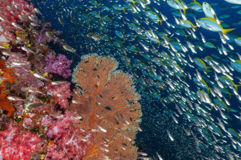 Un mur de coraux mous roses et une gorgone orange à Richelieu Rock, devant un nuage de poissons de verre et un banc de fusiliers à queue jaune dans le bleu