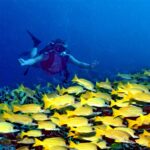 Vu de face, un plongeur aux bras écartés plane au-dessus d'un épais banc de vivaneaux jaunes rayés de bleu qui couvre le récif, dans une eau bleu profond.