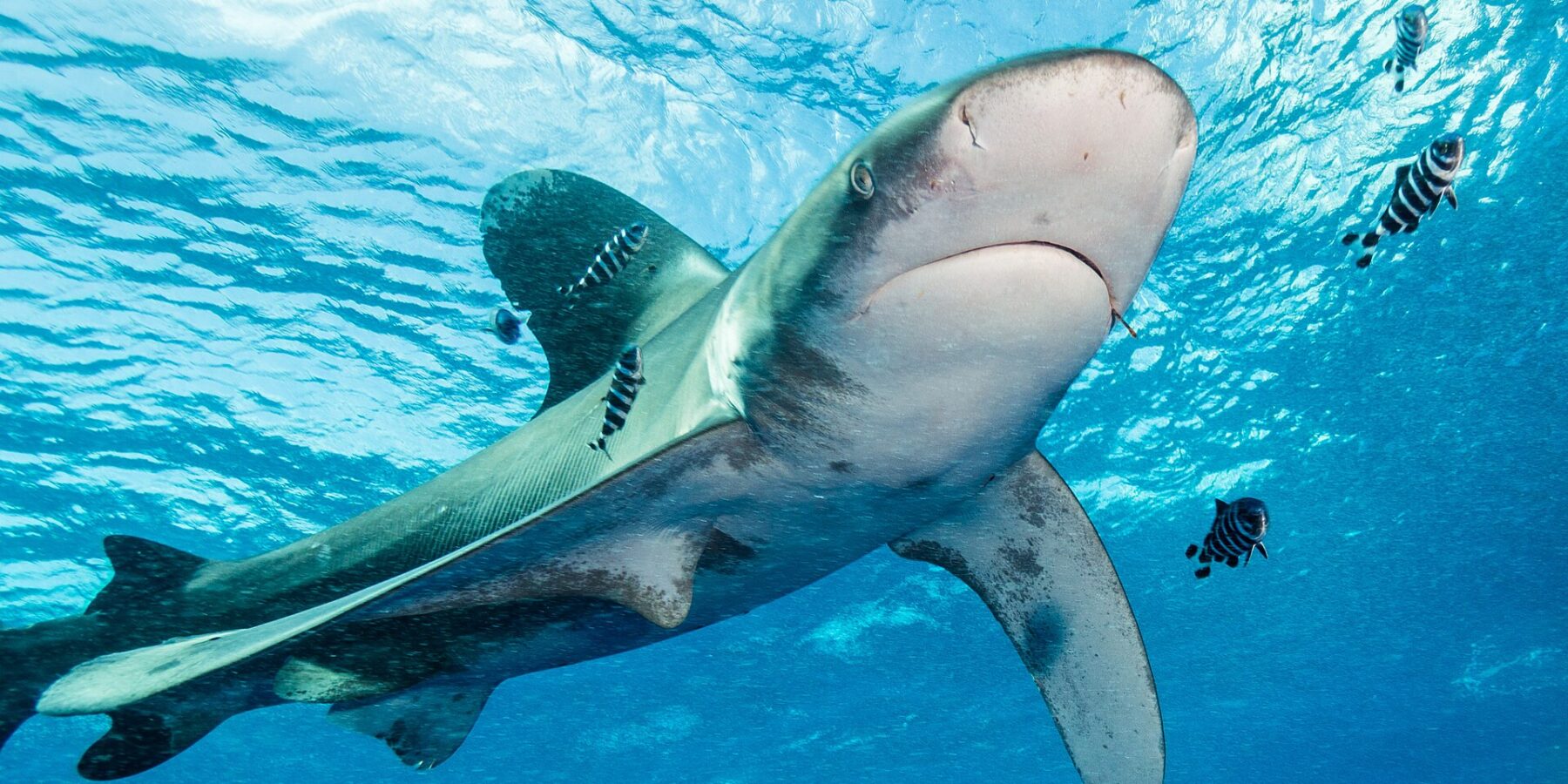Un requin longimane aux nageoires bordées de blanc nage sous la surface, entouré de poissons-pilotes rayés
