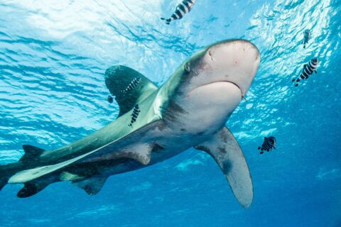 Un requin longimane aux nageoires bordées de blanc nage sous la surface, entouré de poissons-pilotes rayés