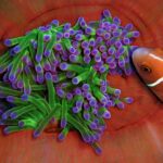 Gros plan sur une anémone aux tentacules verts à bout violet, lovée dans les replis rouge orangé de sa colonne, qu'un poisson-clown rose à raie blanche aborde par la droite