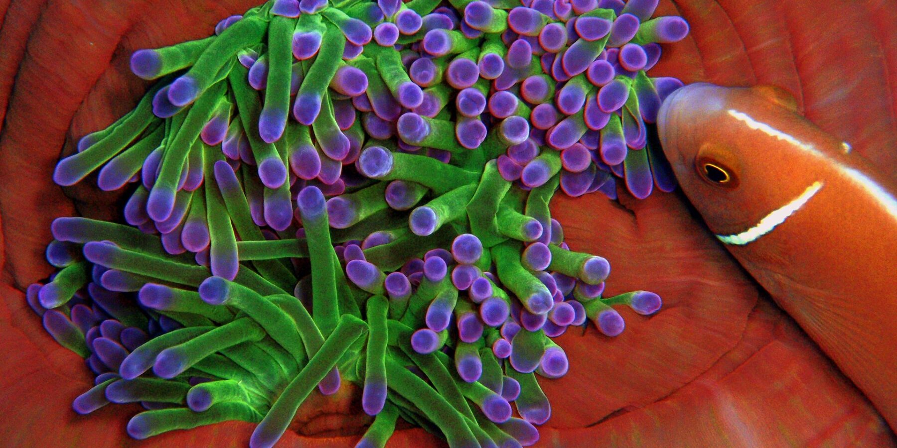 Gros plan sur une anémone aux tentacules verts à bout violet, lovée dans les replis rouge orangé de sa colonne, qu'un poisson-clown rose à raie blanche aborde par la droite
