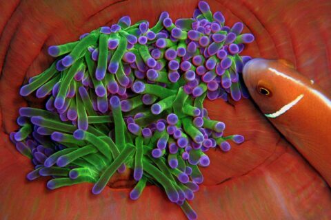 Gros plan sur une anémone aux tentacules verts à bout violet, lovée dans les replis rouge orangé de sa colonne, qu'un poisson-clown rose à raie blanche aborde par la droite