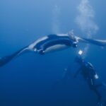 Une manta océanique, ailes déployées, plane de face vers un plongeur qui l'éclaire de sa lampe, un rémora sur son dos noir à épaules blanches et des bulles qui montent dans le bleu.