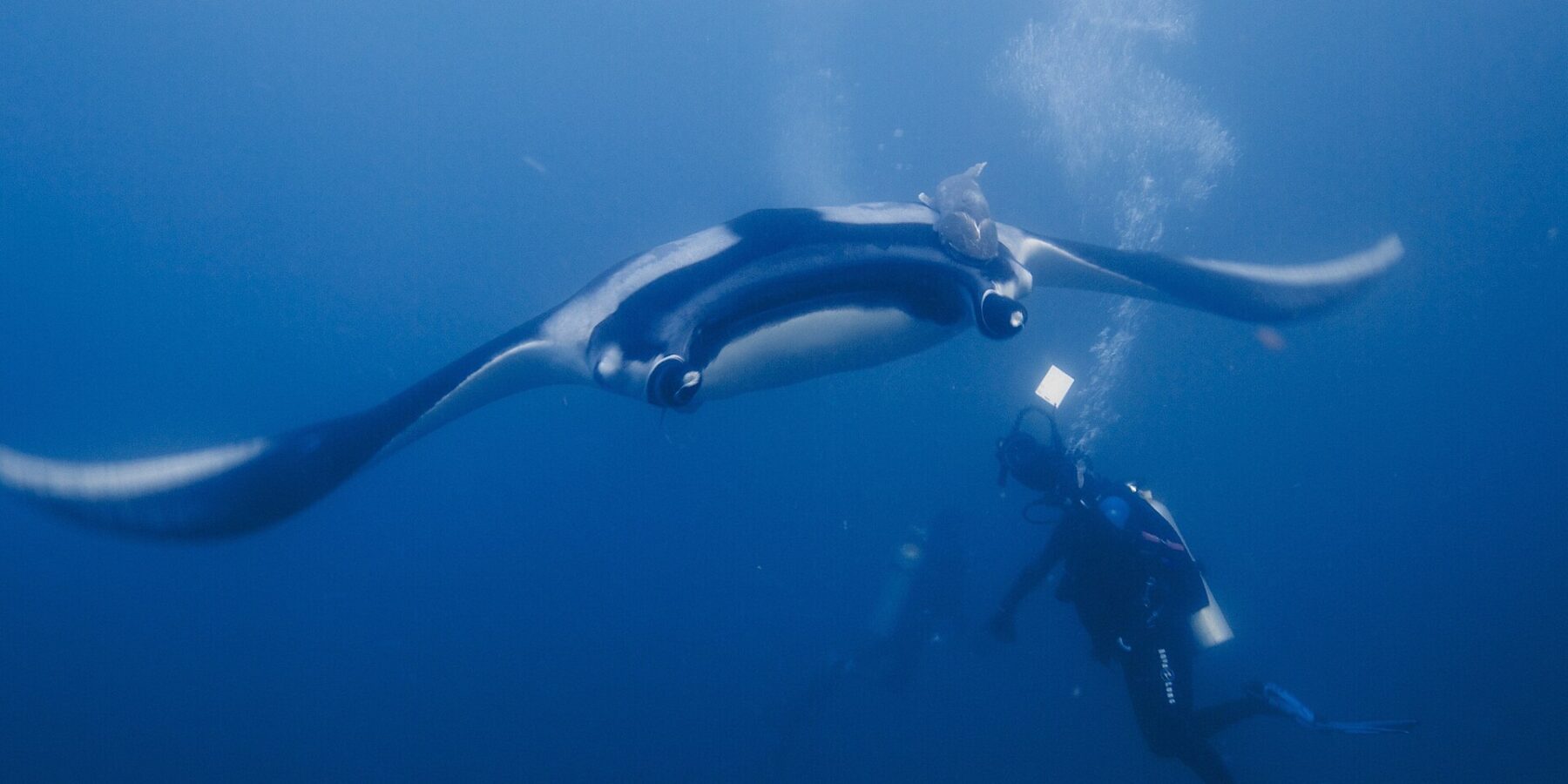 Une manta océanique, ailes déployées, plane de face vers un plongeur qui l'éclaire de sa lampe, un rémora sur son dos noir à épaules blanches et des bulles qui montent dans le bleu.