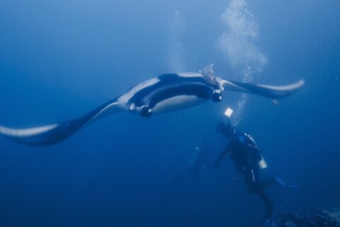 Une manta océanique, ailes déployées, plane de face vers un plongeur qui l'éclaire de sa lampe, un rémora sur son dos noir à épaules blanches et des bulles qui montent dans le bleu.