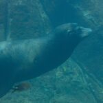 Une otarie de Californie nage de profil dans une eau verte, le corps fuselé, les vibrisses blanches, au-dessus d'un fond rocheux où passent de petits poissons