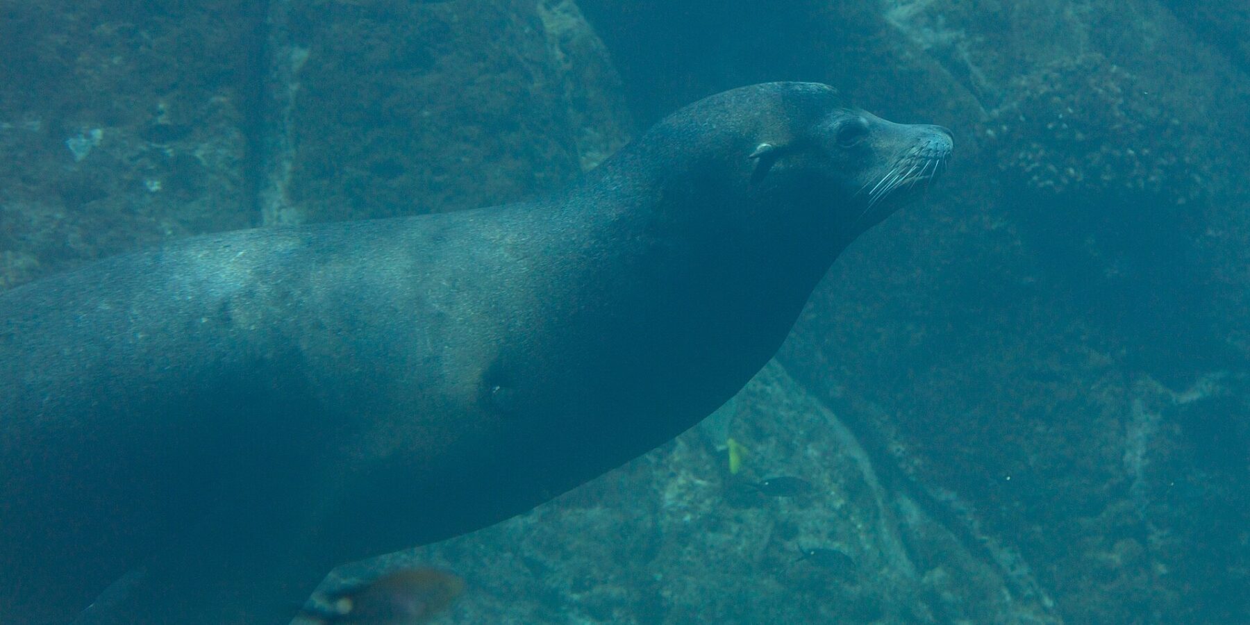 Une otarie de Californie nage de profil dans une eau verte, le corps fuselé, les vibrisses blanches, au-dessus d'un fond rocheux où passent de petits poissons
