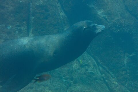 Une otarie de Californie nage de profil dans une eau verte, le corps fuselé, les vibrisses blanches, au-dessus d'un fond rocheux où passent de petits poissons