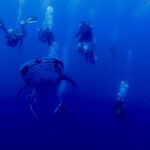 Un requin-baleine tacheté vu de face nage dans le bleu profond, entouré d'une dizaine de plongeurs dont les bulles montent vers la surface.