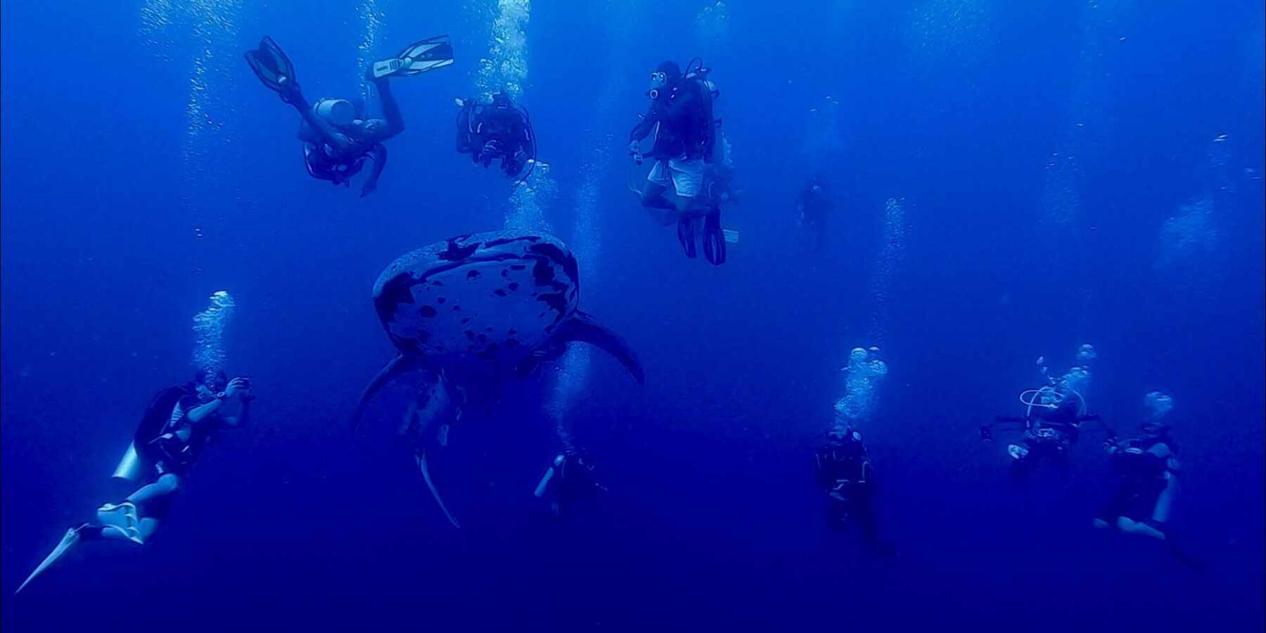 Un requin-baleine tacheté vu de face nage dans le bleu profond, entouré d'une dizaine de plongeurs dont les bulles montent vers la surface.