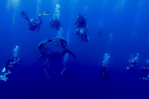 Un requin-baleine tacheté vu de face nage dans le bleu profond, entouré d'une dizaine de plongeurs dont les bulles montent vers la surface.