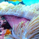 Une anémone de mer aux tentacules blancs dressés et au pied rose, un plongeur aux palmes jaunes flou en arrière-plan, dans la passe de Njao