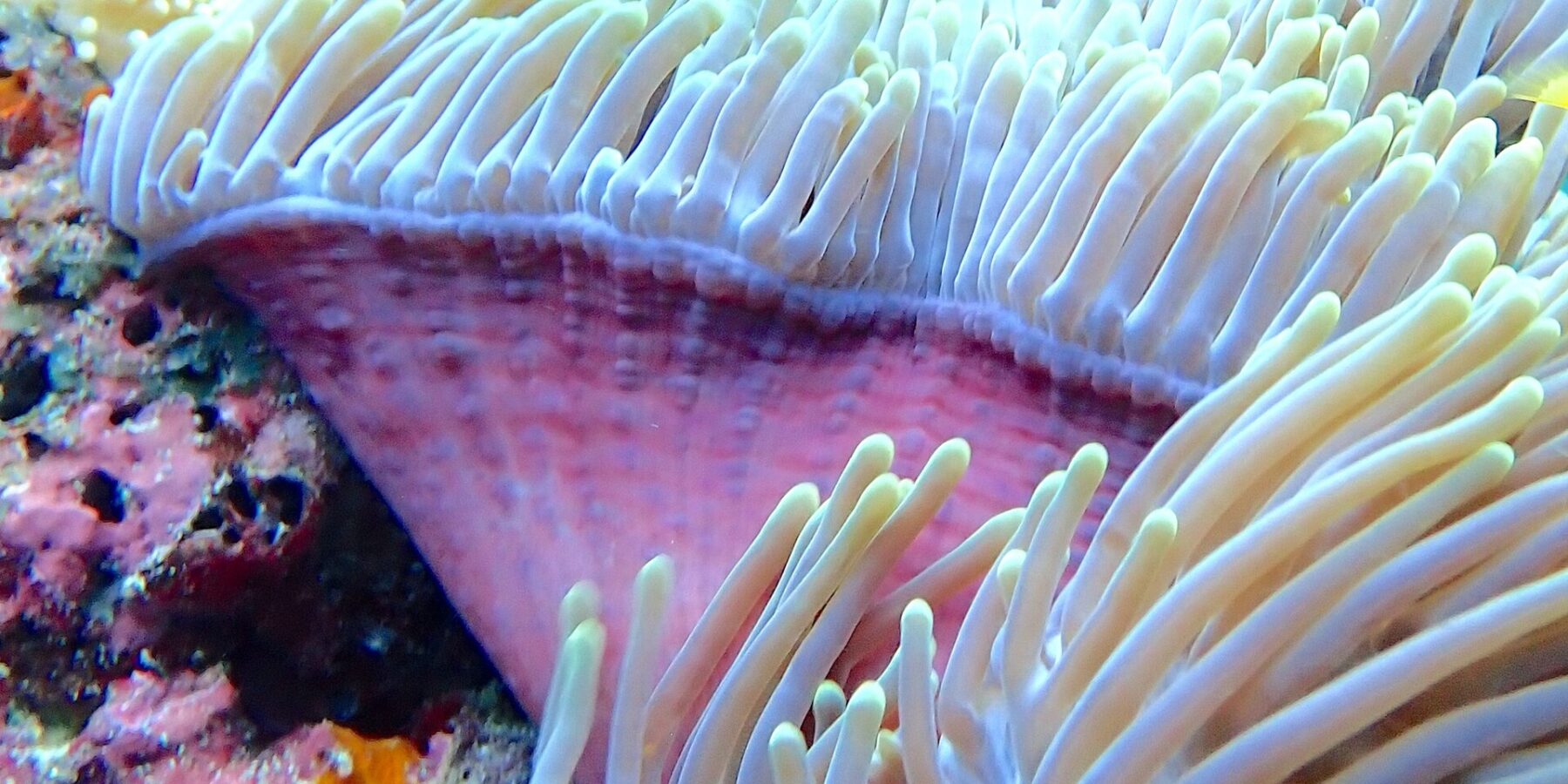 Une anémone de mer aux tentacules blancs dressés et au pied rose, un plongeur aux palmes jaunes flou en arrière-plan, dans la passe de Njao