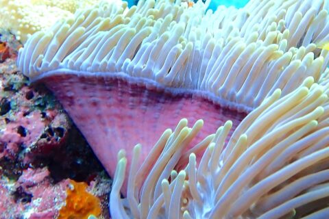 Une anémone de mer aux tentacules blancs dressés et au pied rose, un plongeur aux palmes jaunes flou en arrière-plan, dans la passe de Njao