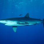 Un requin bleu au corps fuselé nage sous la surface avec deux poissons-pilotes rayés, au banc Condor
