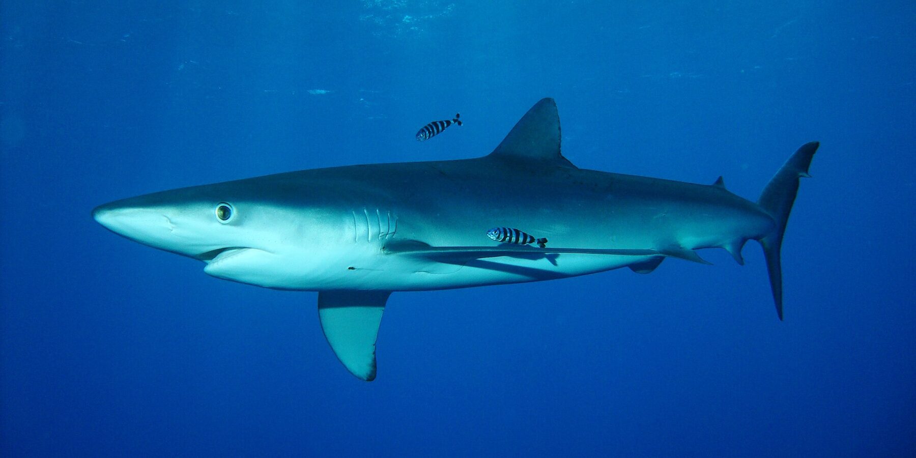 Un requin bleu au corps fuselé nage sous la surface avec deux poissons-pilotes rayés, au banc Condor