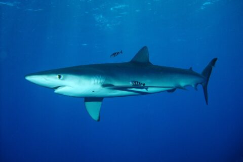 Un requin bleu au corps fuselé nage sous la surface avec deux poissons-pilotes rayés, au banc Condor