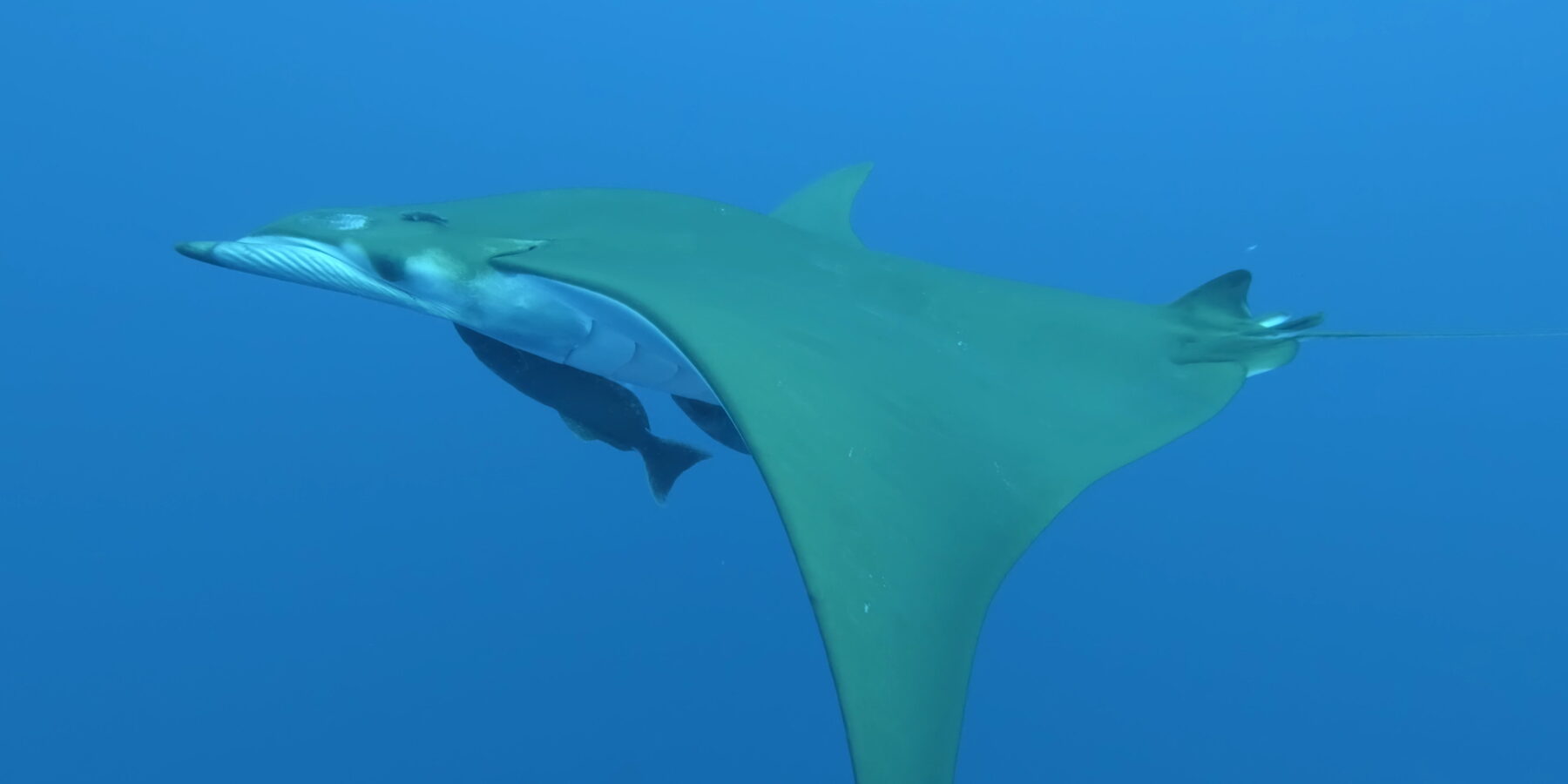 Une raie mobula vue de côté nage vers la gauche, dos vert olive et ventre blanc, deux rémoras collés sous le corps et l'aile en faucille plongeant vers le bas, dans un bleu limpide