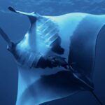 Une manta océanique vue de dessous, le ventre blanc marqué de grandes taches noires, les fentes branchiales visibles, une carangue sous elle, la surface en haut
