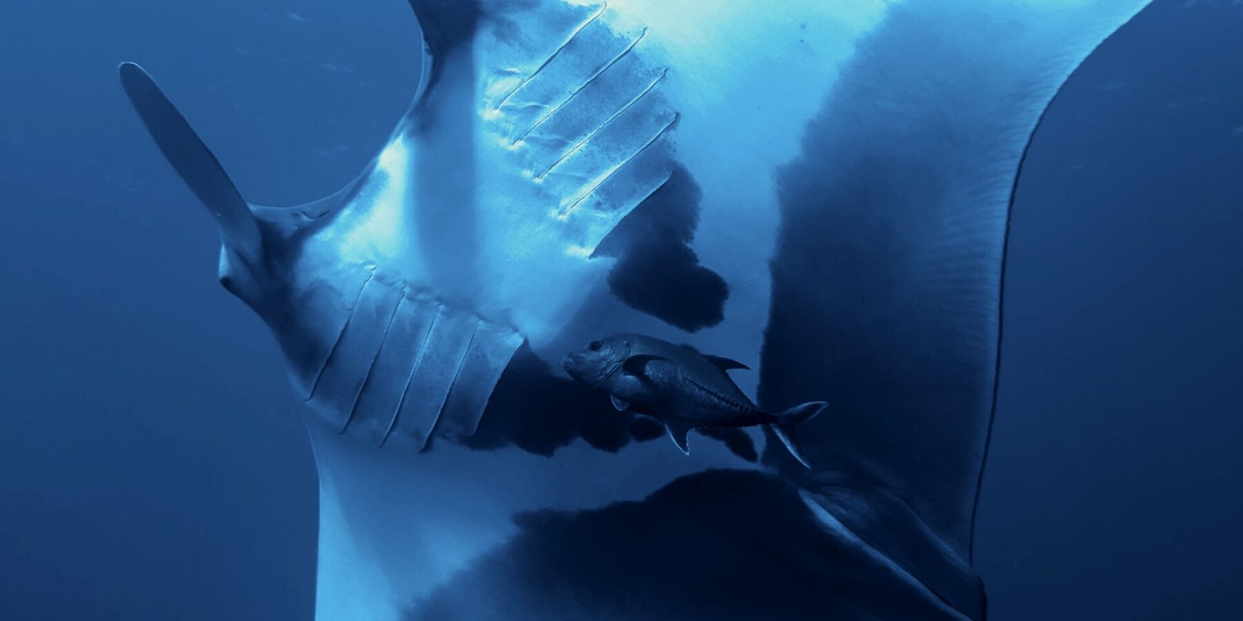 Une manta océanique vue de dessous, le ventre blanc marqué de grandes taches noires, les fentes branchiales visibles, une carangue sous elle, la surface en haut
