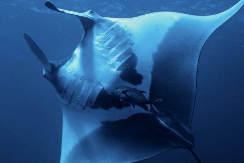 Une manta océanique vue de dessous, le ventre blanc marqué de grandes taches noires, les fentes branchiales visibles, une carangue sous elle, la surface en haut