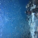 Des milliers de sardines argentées en banc serré dans l'eau bleue, contre la paroi du tombant où ressort un corail cerveau rouge.