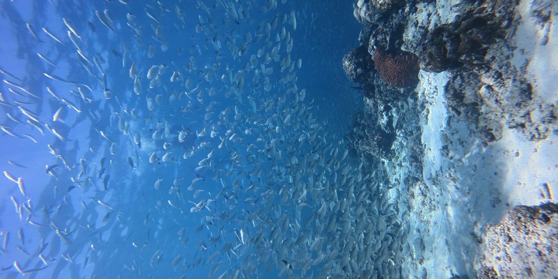 Des milliers de sardines argentées en banc serré dans l'eau bleue, contre la paroi du tombant où ressort un corail cerveau rouge.