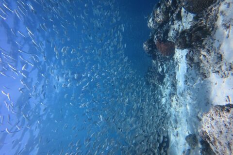 Des milliers de sardines argentées en banc serré dans l'eau bleue, contre la paroi du tombant où ressort un corail cerveau rouge.