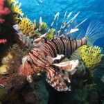 Un poisson-lion aux rayures brunes et aux longues nageoires déployées devant des coraux mous rouges et un corail de feu jaune