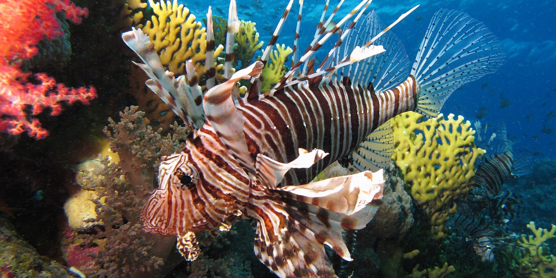 Un poisson-lion aux rayures brunes et aux longues nageoires déployées devant des coraux mous rouges et un corail de feu jaune