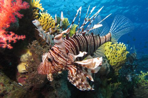Un poisson-lion aux rayures brunes et aux longues nageoires déployées devant des coraux mous rouges et un corail de feu jaune