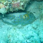 Une raie pastenague à points bleus posée sur le sable sous un surplomb de corail, dans une eau turquoise