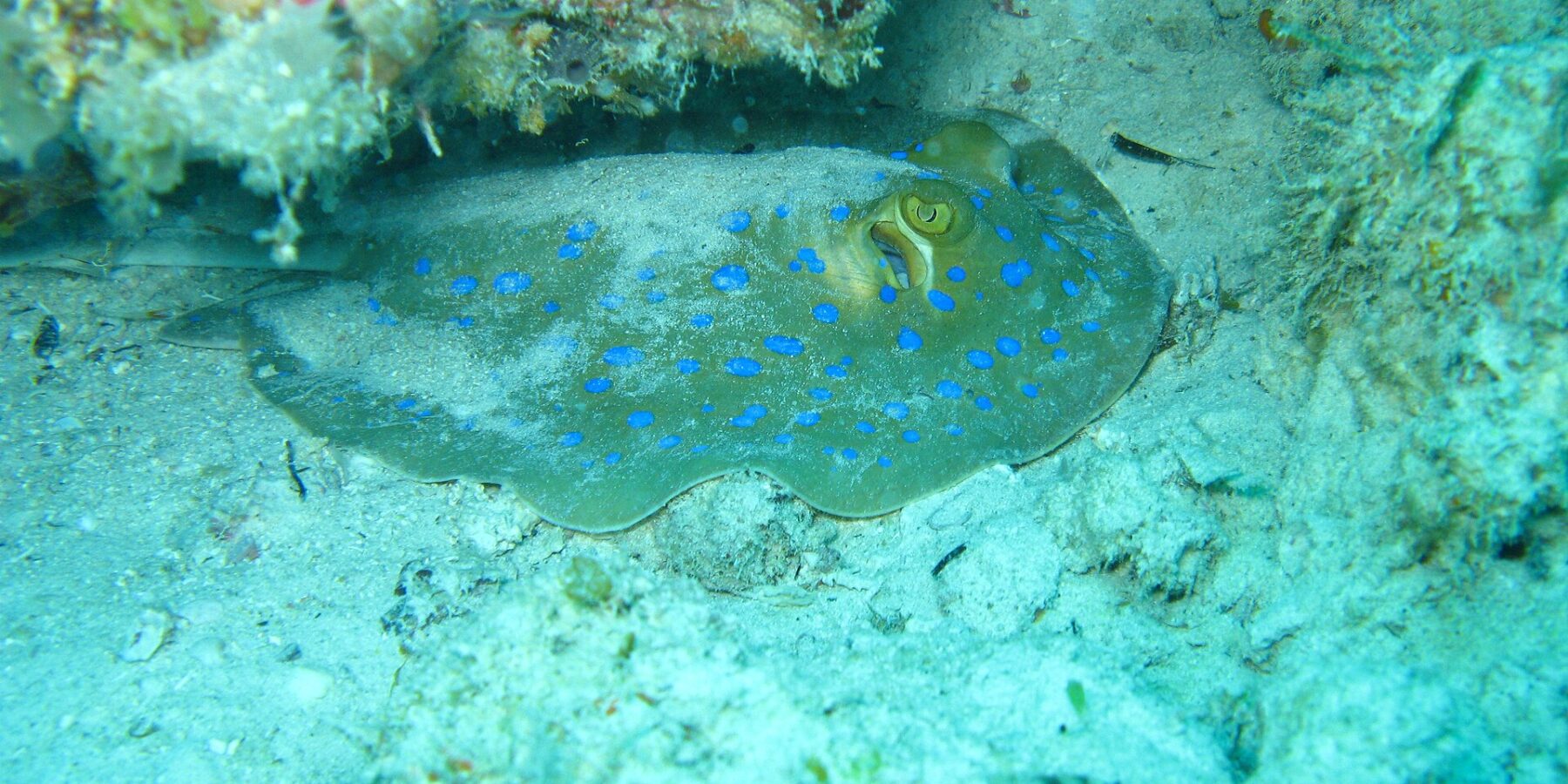 Une raie pastenague à points bleus posée sur le sable sous un surplomb de corail, dans une eau turquoise