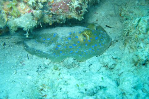 Une raie pastenague à points bleus posée sur le sable sous un surplomb de corail, dans une eau turquoise