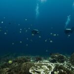 Deux plongeurs suspendus dans le bleu profond au-dessus d'un jardin de coraux en lames et en plateaux, entourés de poissons-sergents rayés jaune et noir, leurs bulles montant vers la surface.