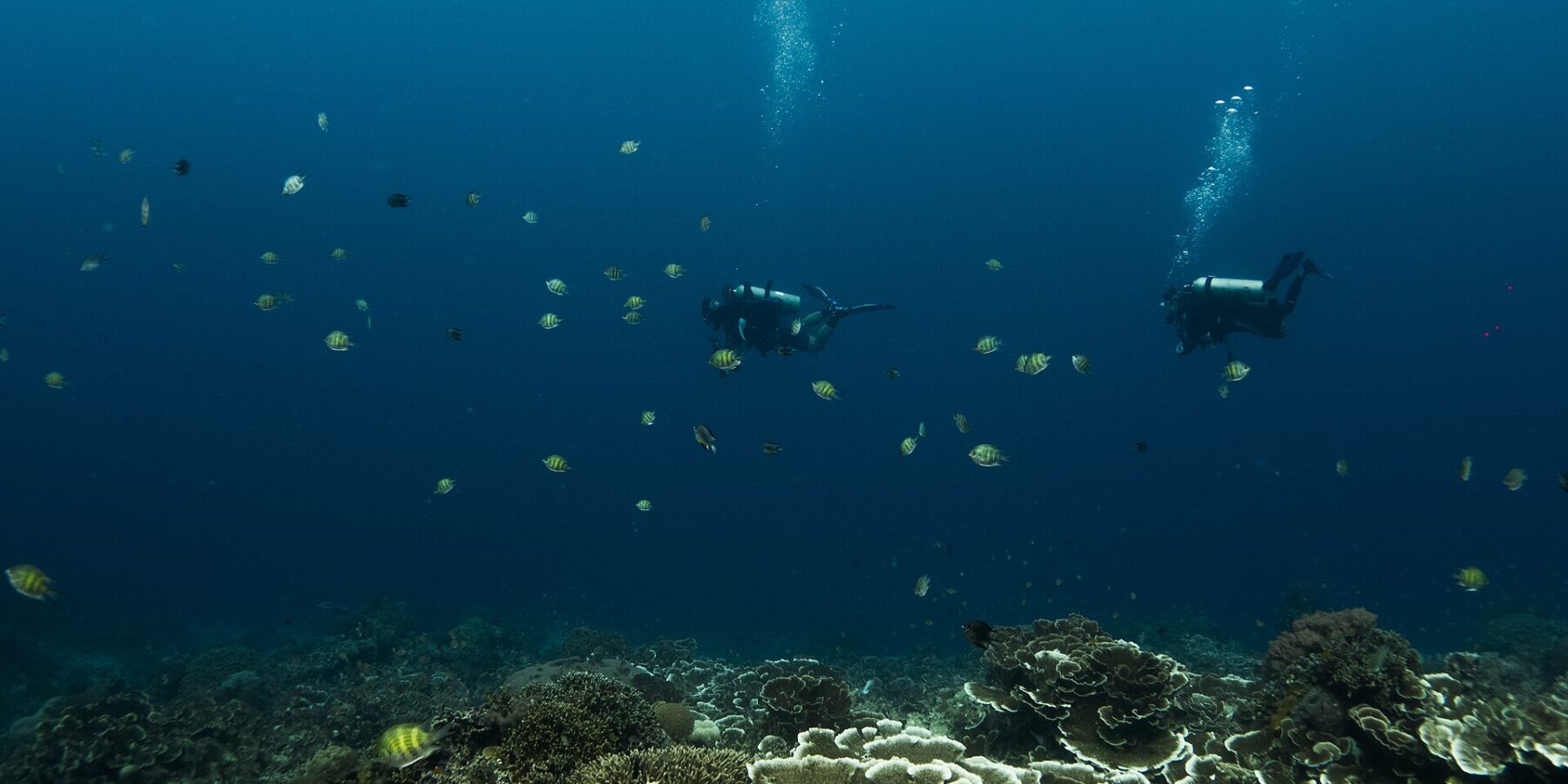 Deux plongeurs suspendus dans le bleu profond au-dessus d'un jardin de coraux en lames et en plateaux, entourés de poissons-sergents rayés jaune et noir, leurs bulles montant vers la surface.