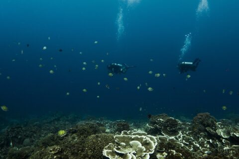 Deux plongeurs suspendus dans le bleu profond au-dessus d'un jardin de coraux en lames et en plateaux, entourés de poissons-sergents rayés jaune et noir, leurs bulles montant vers la surface.