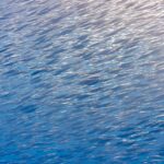 Un banc serré de bécasses de mer argentées, petits poissons au long museau en tube, remplit toute l'image en diagonale, éclairé par le soleil en haut à droite dans une eau bleue