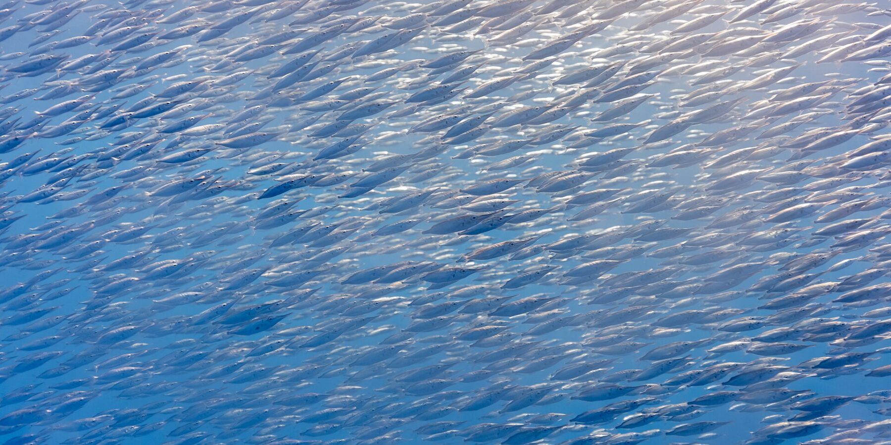Un banc serré de bécasses de mer argentées, petits poissons au long museau en tube, remplit toute l'image en diagonale, éclairé par le soleil en haut à droite dans une eau bleue