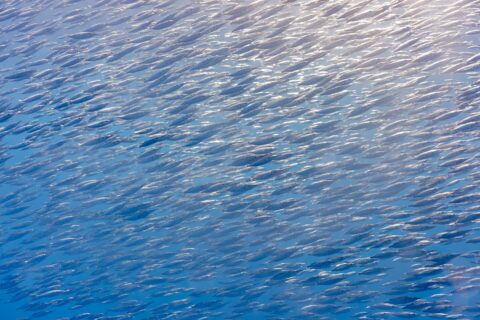 Un banc serré de bécasses de mer argentées, petits poissons au long museau en tube, remplit toute l'image en diagonale, éclairé par le soleil en haut à droite dans une eau bleue