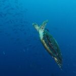 Une tortue marine qui remonte en diagonale dans le bleu, nageoires antérieures levées et carapace sombre couverte d'algues, devant un banc de fusiliers à gauche.