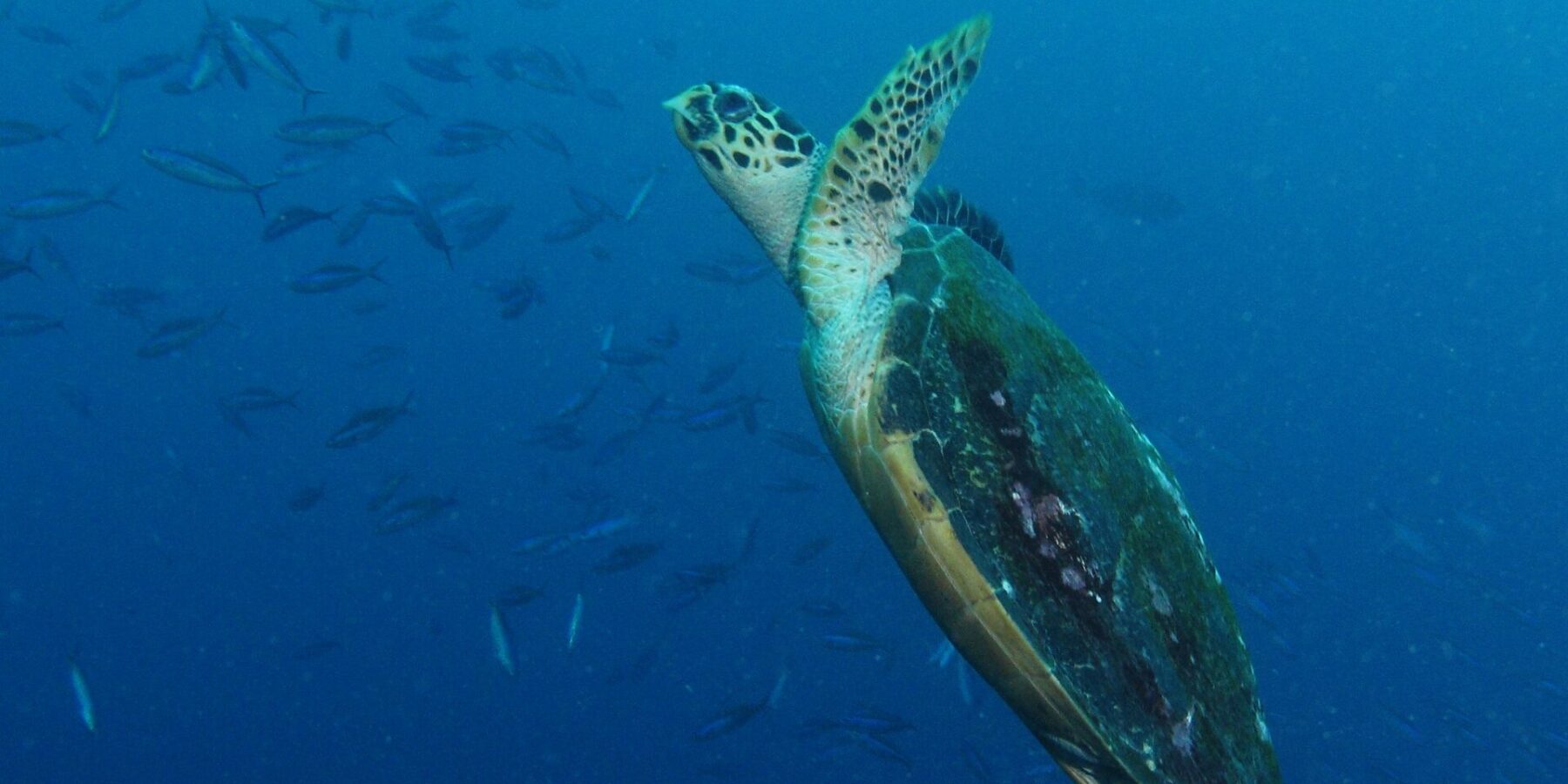 Une tortue marine qui remonte en diagonale dans le bleu, nageoires antérieures levées et carapace sombre couverte d'algues, devant un banc de fusiliers à gauche.