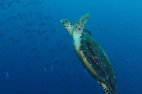 Une tortue marine qui remonte en diagonale dans le bleu, nageoires antérieures levées et carapace sombre couverte d'algues, devant un banc de fusiliers à gauche.